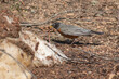 robin bird eating a worm