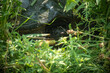 snapping turtle in tall grass