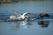 swan attacking goose in water