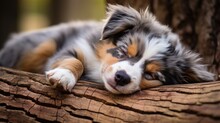 Australian Shepherd Puppy Sleeping On A Tree Trunk, Cute Dog Portrait, Ai Generated