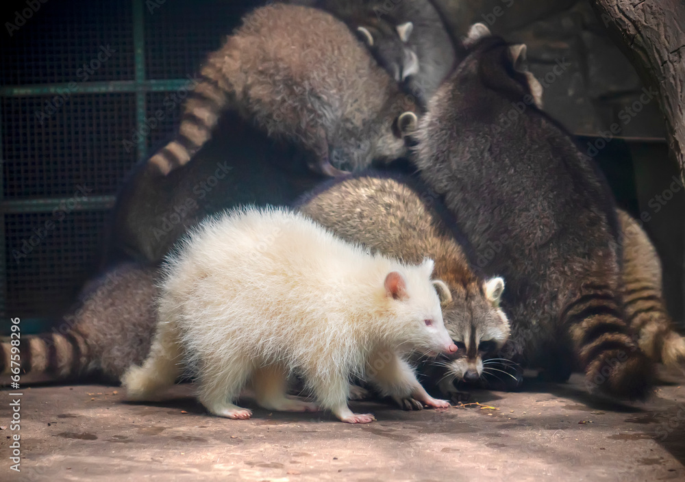 Common raccoon in a zoo, Raccoon are a native North American mammal ...