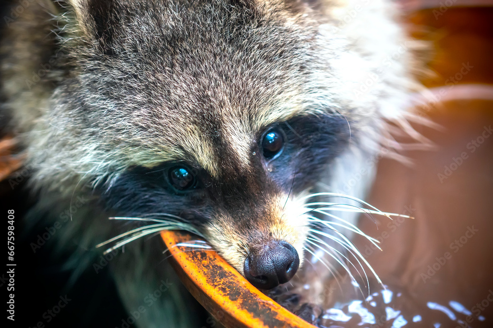Common raccoon in a zoo, Raccoon are a native North American mammal ...