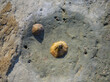 Live Cymbula Safiana shells on a rock at low tide on the Adriatic Sea in Piran, Slovenia.