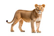 Lioness Isolated on transparent background, PNG
