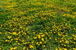 Dandelion Taraxacum officinale as a wall flower, is a pioneer plant and survival artist that can also thrive on gravel roads. Beautiful Taraxacum flower on a green garden