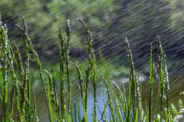 Wall Mural - Fresh green grass with dew drops close up. Water driops on the fresh grass after rain. Light morning dew on the green grass