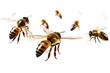 Swarm of Bees Isolated on transparent background, PNG