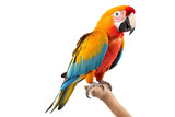 Fototapeta Zwierzęta - Vibrant Parrot Perched, Isolated on Transparent Background