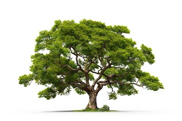Lush leaves. Snapshot of nature bounty. Forest elegance. Tree and white background. Vibrant green leaf in isolation