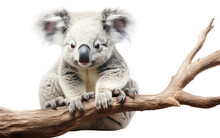Contemporary Koala On Transparent Background