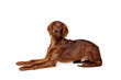Purebred dog, beautiful Irish red setter lying on floor and calmly looking isolated on white background. Concept of domestic animal, dogs, breed, beauty, vet, pet. Copy space for ad