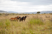 Wild Horses Brumbies Grazing In Open Grassy Field