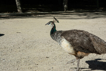 Wall Mural - Female Peacocks in park in Spain