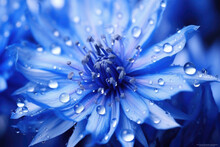 Macro View Of Water Drops On Blue Flower