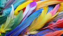 Multi Colored Feathers Closeup Feather Background Texture Abstract Created Using Generative Ai Tools
