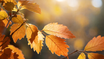 bright background autumn season leaves close up with backlight as a background template or web banner for the design of the autumn theme