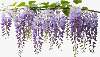 Poster - branch of beautiful hanging purple wisteria flowers png file of isolated cutout object on transparent background