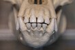 © lapis2380 - The lower part of the jaw of a chimpanzee.