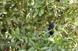 Male blackbird (merula tordus) hiding in foliage in a french garden.