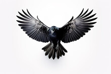 Black Crow Flying With Wings Spread On White Background.