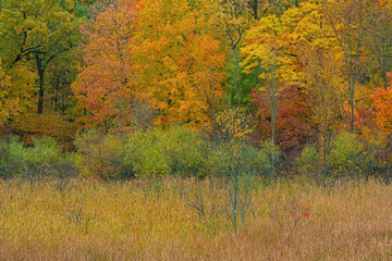 Wall Mural - Autumn landscape of forest and marsh, Lake Doster, Michigan, USA