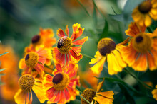Helenium: Common Sneezeweed, False Sunflower, Helen's Flower, Yellow Star
