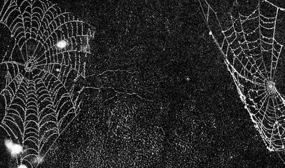 Wall Mural - Spiders in web on black grunge background. Cobweb frame. Halloween party. Texture of spider web. Halloween decoration. Gothic style	