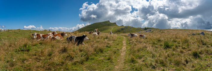 Grand Colombier, France - 08 31 2021: Grand Colombier Pass. View of a herd of cows sitting on the Col Du Grand Colombier, the forest and the mountains behind.