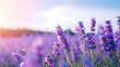 Garden lavender background wallpaper poster PPT