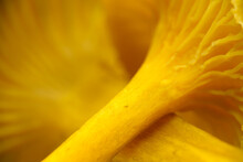 Macro Shot Of The Stem Of The Yellowfoot Mushroom (Craterellus Tubaeformis)