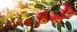 Agriculture fruits apple harvest food photography banner - Closeup of ripe apples on tree branch with leaves.