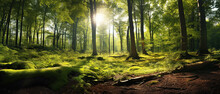 Beautiful Forest Panorama With Large Trees And Bright Sun, Wide Angle Lens.