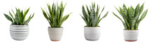 collection of small indoor plants , various Sansevieria plants in different pots. isolated on white or transparent PNG. home indoor design,	
