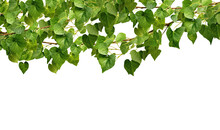 Panoramic Tropical Vine Hanging Ivy Plant, Bush, Or Grapes Ivy Frame With Border With Copy Space For Text And Branches, Isolated On A Transparent Background. PNG Cutout Or Clipping Path.