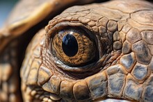  A Close Up Of A Tortoise's Eye.  Generative Ai