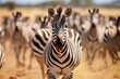  a herd of zebras walking across a dry grass field.  generative ai
