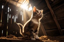 Curious Kitten Standing In Rustic Wooden Barn With Sunbeam. Autumn Vibes. Countryside Charm. Design For Poster, Banner, Print With Copy Space For Text