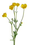 Fleurs de boutons d'or	
