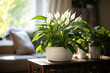 © apratim - Peace lily plant with radiant white flowers in a textured pot, bathing in morning sunlight in a cozy living room setting.