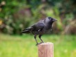 canvas print picture - Jackdaw Perched on a Log