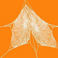 spider web with dew