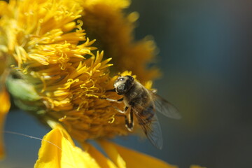 bee on a flower