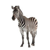 Fototapeta Konie - half side view, zebra stands against transparent background, face to left side. 