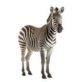 Fototapeta Konie - front view, Zebra stands against transparent background, facing to camera. 