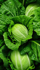 Wall Mural - Fresh cabbage vegetables, with water drops over it, closeup macro detail banner. Generative AI