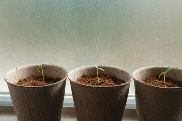 Herb gardening in the Eco pot made for recycled paper. Sustainability and gardening concept with copy space.