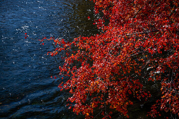 Sticker - autumn river