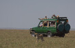 tourists on game drive watch a cheetah walking from the safety of their safari vehicle in the wild savannah of masai mara, kenya
