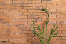 Green Bamboo Stems Against Brick Wall