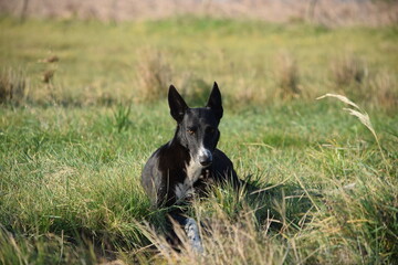 Perro Galgo negro y blanco. 